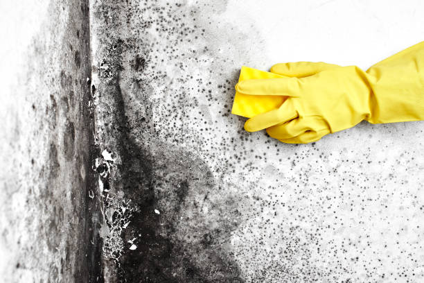 Home Mold Removal in Eddington, PA
