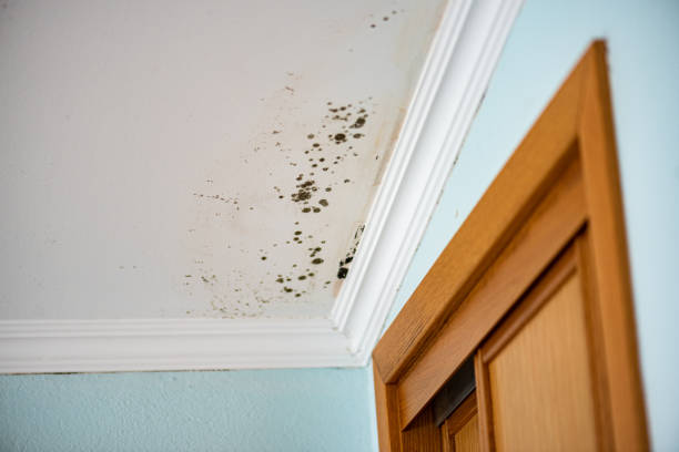 Best Mold Damage Repair  in Eddington, PA