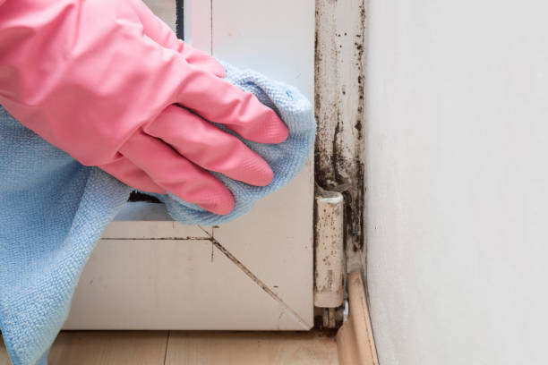 Best Attic Mold Removal  in Eddington, PA