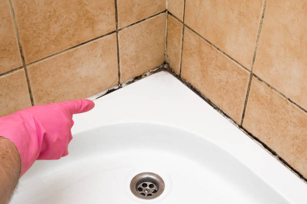 Best Mold Testing  in Eddington, PA