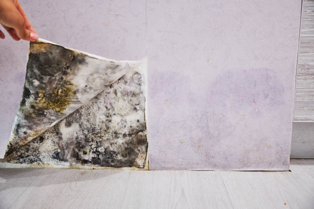 Best Residential Mold Removal  in Eddington, PA